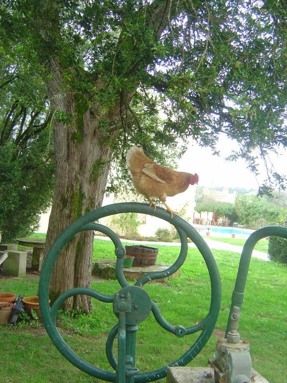 مبيت وإفطار Rinchoa Quinta Do Scoto المظهر الخارجي الصورة